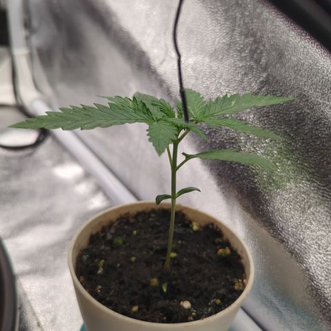 Auto Critical + growlog timeline photo