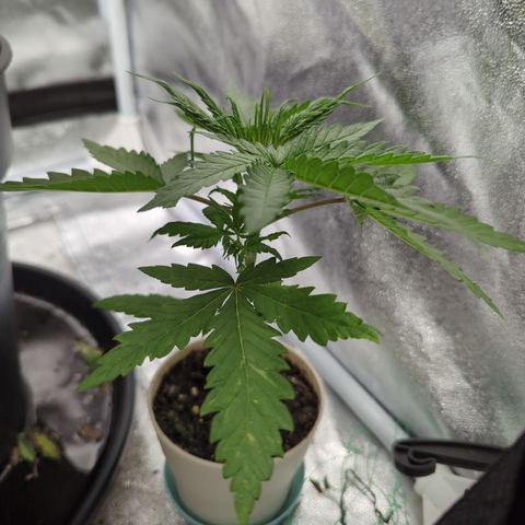 Auto Critical + growlog timeline photo
