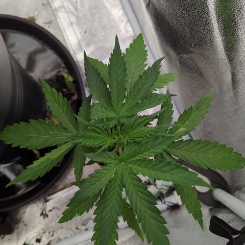 Auto Critical + growlog timeline photo