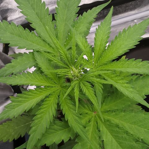 Auto Critical + growlog timeline photo