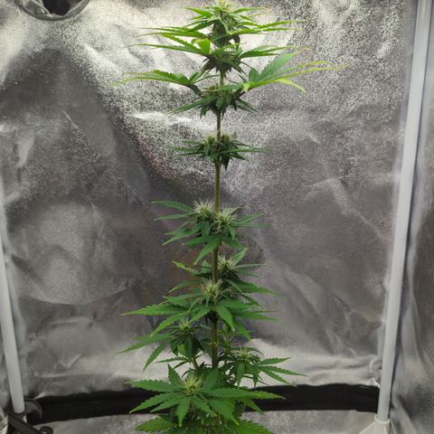 Auto Critical + growlog timeline photo
