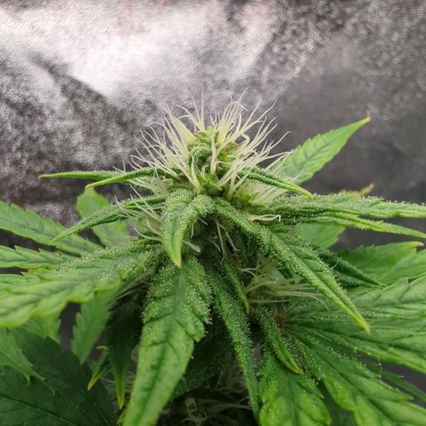 Auto Critical + growlog timeline photo