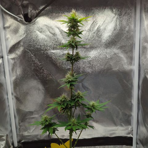 Auto Critical + growlog timeline photo