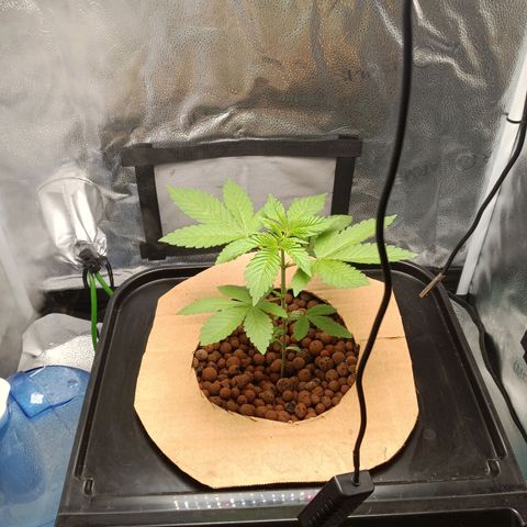 Mimosa x Orange Punch growlog timeline photo