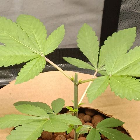 Mimosa x Orange Punch growlog timeline photo