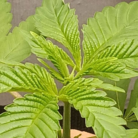 Mimosa x Orange Punch growlog timeline photo