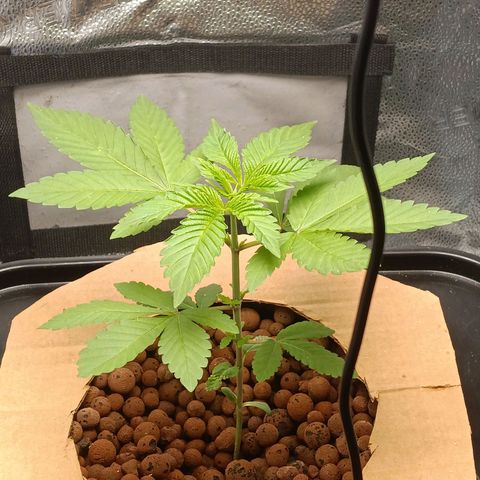 Mimosa x Orange Punch growlog timeline photo