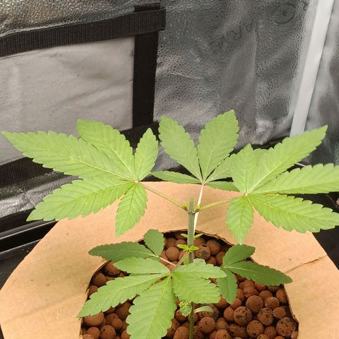 Mimosa x Orange Punch growlog timeline photo