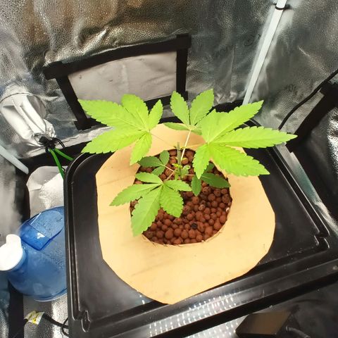 Mimosa x Orange Punch growlog timeline photo