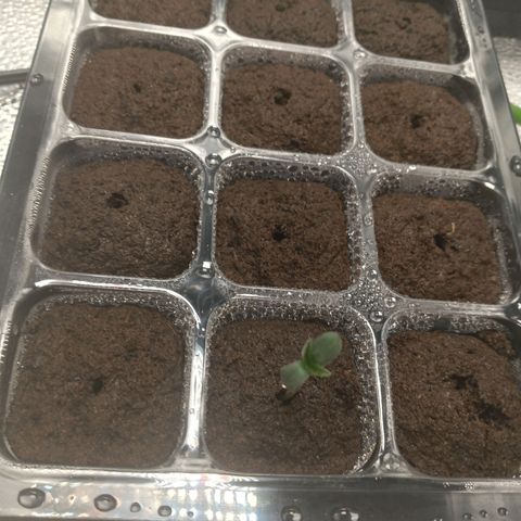 Mimosa x Orange Punch growlog timeline photo