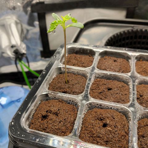 Mimosa x Orange Punch growlog photo: Transplanted to dwc system