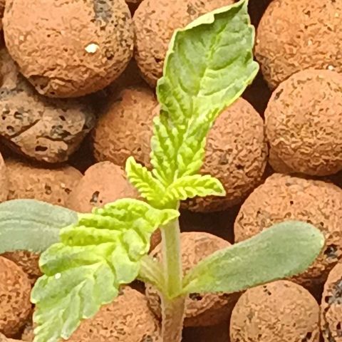 Mimosa x Orange Punch growlog photo: Transplanted to dwc system