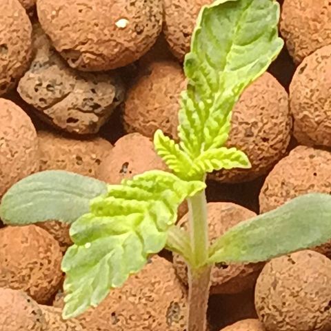 Mimosa x Orange Punch growlog photo: Transplanted to dwc system