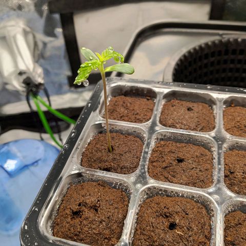 Mimosa x Orange Punch growlog photo: Transplanted to dwc system