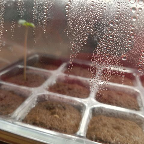 Mimosa x Orange Punch growlog photo: Transplanted to dwc system