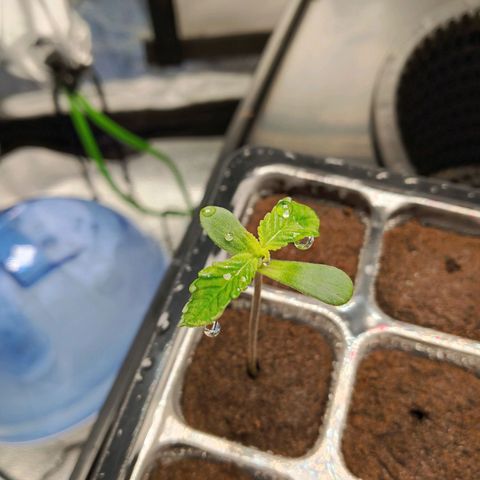 Mimosa x Orange Punch growlog photo: Transplanted to dwc system