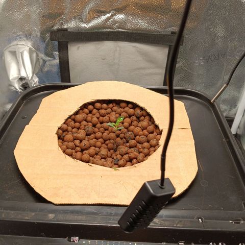 Mimosa x Orange Punch growlog photo: Transplanted to dwc system
