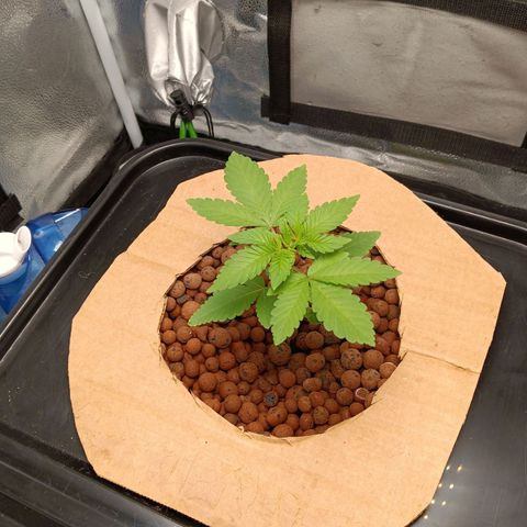 Mimosa x Orange Punch growlog timeline photo