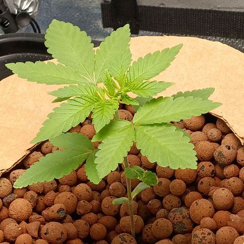 Mimosa x Orange Punch growlog timeline photo