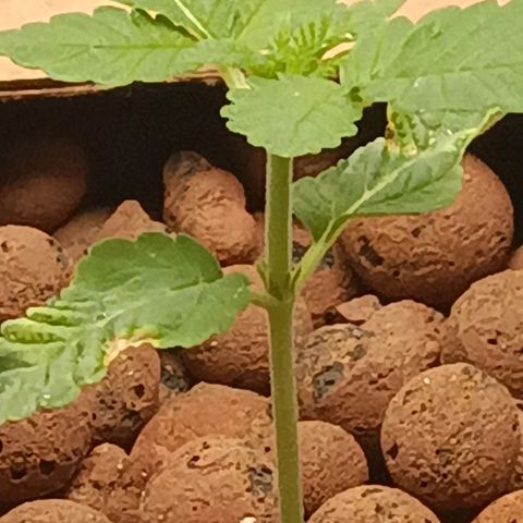 Mimosa x Orange Punch growlog timeline photo