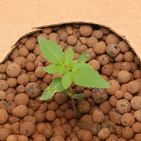 Mimosa x Orange Punch growlog timeline photo