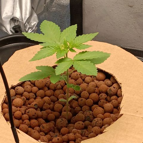 Mimosa x Orange Punch growlog timeline photo