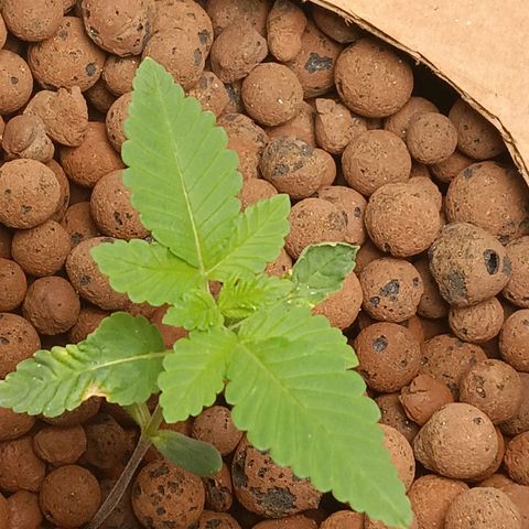 Mimosa x Orange Punch growlog timeline photo