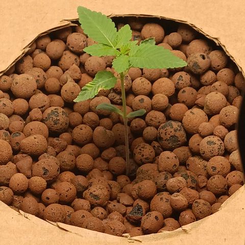 Mimosa x Orange Punch growlog timeline photo