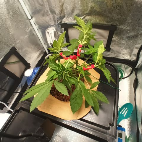 Mimosa x Orange Punch growlog photo: Added LST CLIPS
