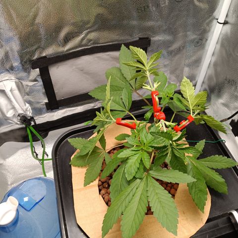 Mimosa x Orange Punch growlog photo: Added LST CLIPS