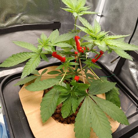 Mimosa x Orange Punch growlog photo: Added LST CLIPS