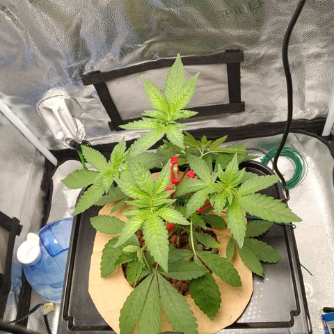 Mimosa x Orange Punch growlog photo: Added LST CLIPS