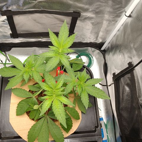 Mimosa x Orange Punch growlog photo: Added LST CLIPS