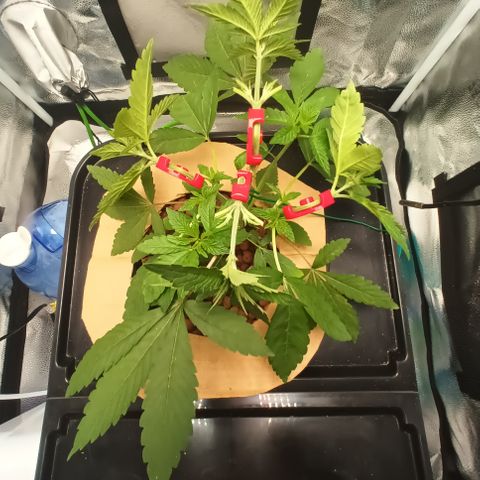 Mimosa x Orange Punch growlog photo: Added LST CLIPS