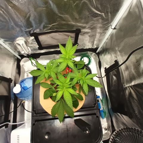 Mimosa x Orange Punch growlog photo: Added LST CLIPS