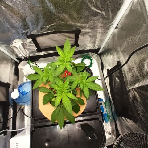 Mimosa x Orange Punch growlog photo: Added LST CLIPS