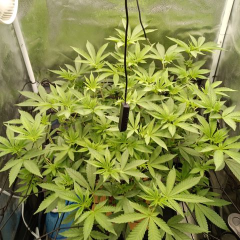 Mimosa x Orange Punch growlog timeline photo