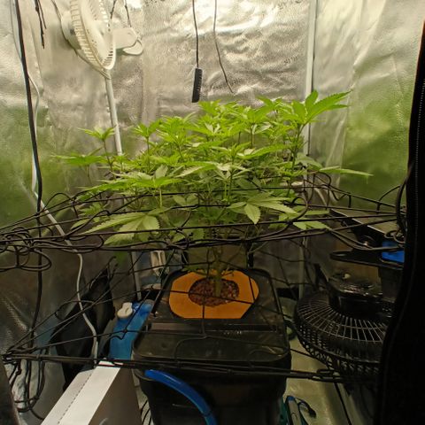 Mimosa x Orange Punch growlog timeline photo