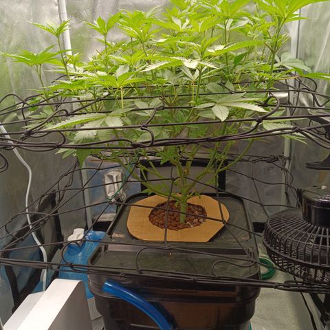 Mimosa x Orange Punch growlog timeline photo
