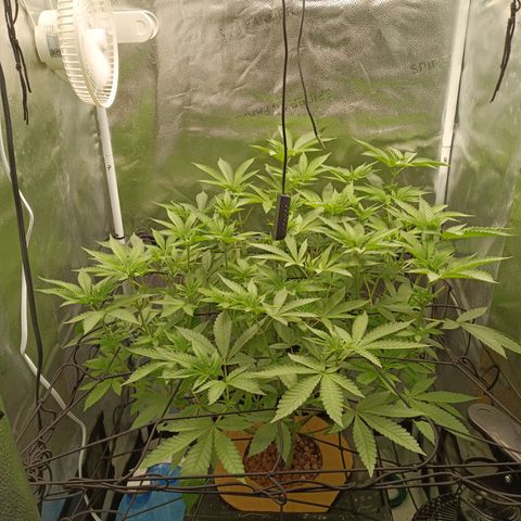Mimosa x Orange Punch growlog timeline photo