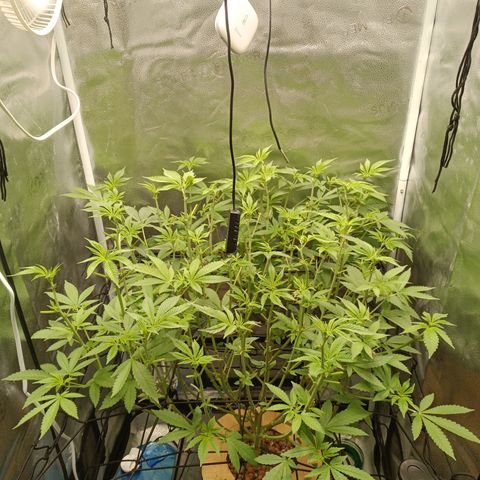 Mimosa x Orange Punch growlog timeline photo