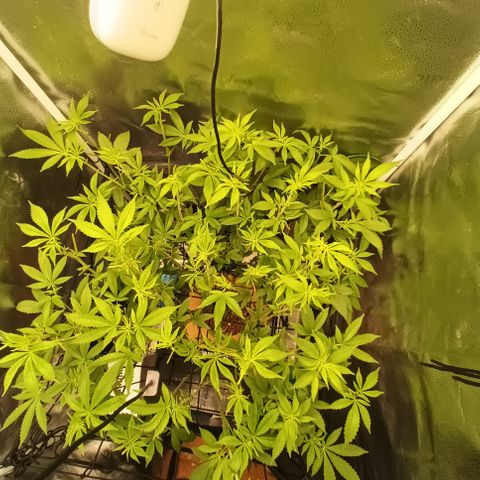 Mimosa x Orange Punch growlog timeline photo