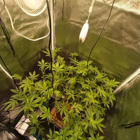 Mimosa x Orange Punch growlog timeline photo