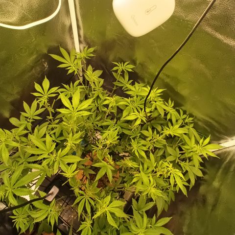Mimosa x Orange Punch growlog timeline photo