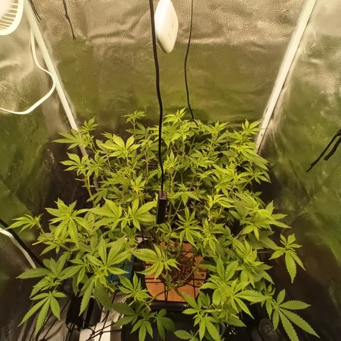 Mimosa x Orange Punch growlog timeline photo