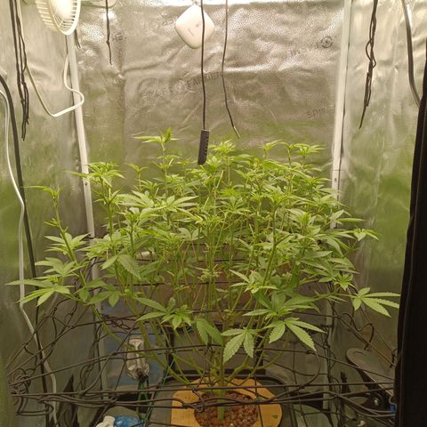 Mimosa x Orange Punch growlog timeline photo