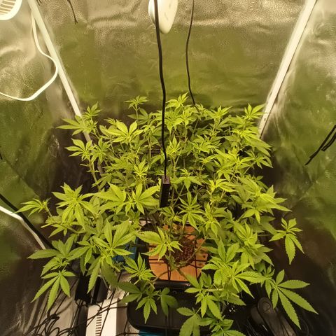 Mimosa x Orange Punch growlog timeline photo