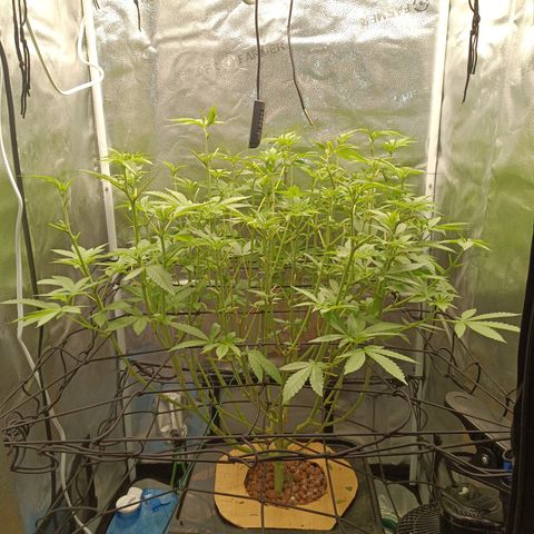 Mimosa x Orange Punch growlog timeline photo