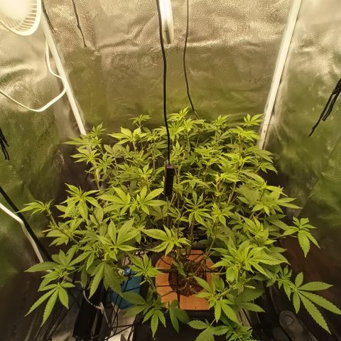 Mimosa x Orange Punch growlog timeline photo