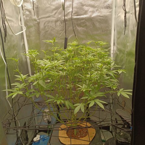 Mimosa x Orange Punch growlog timeline photo